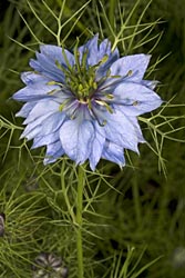 nigella damascena thumbnail graphic